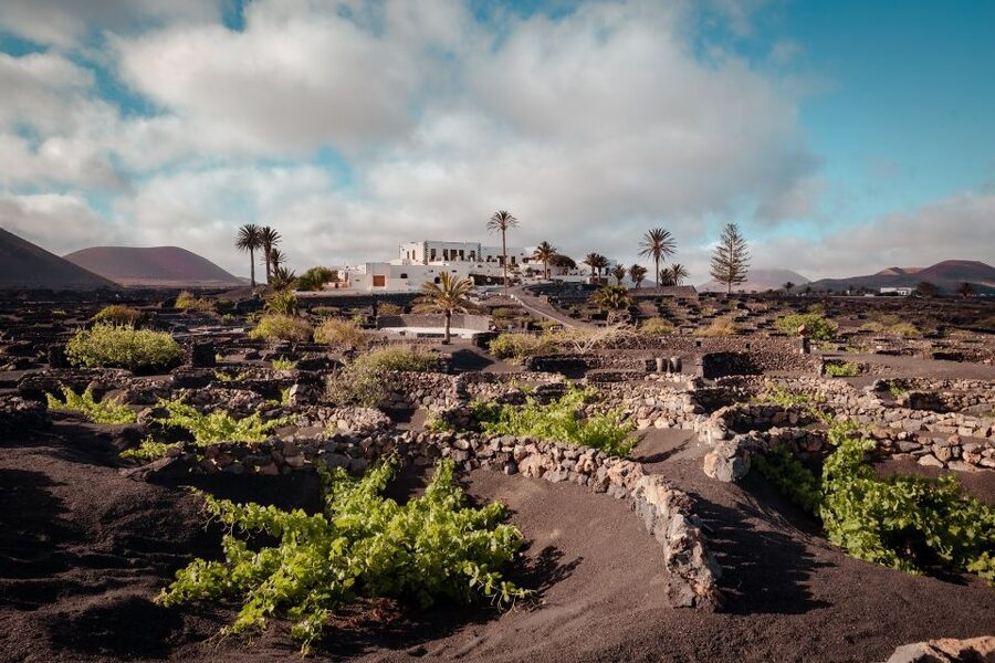 Lanzarote: Vineyard Tour with Wine and Chocolate Tasting - Who will enjoy this most?