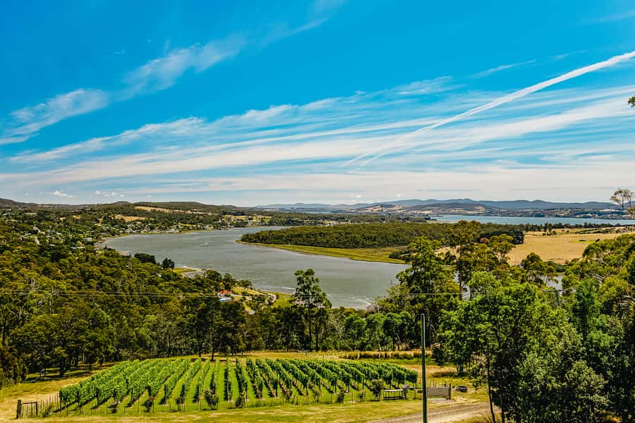 Launceston: Tamar Valley Wine Tour with Lunch - The first cellar doors: a useful introduction