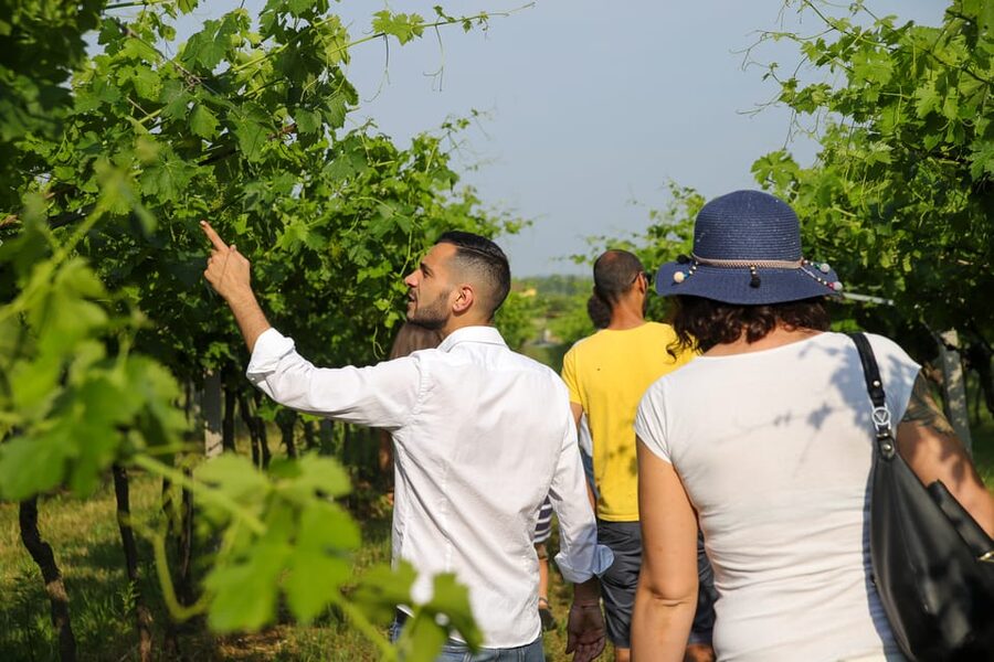 Lazise: Biodynamic Farm Tour and Natural Wine Tasting - Tasting at least four natural wines