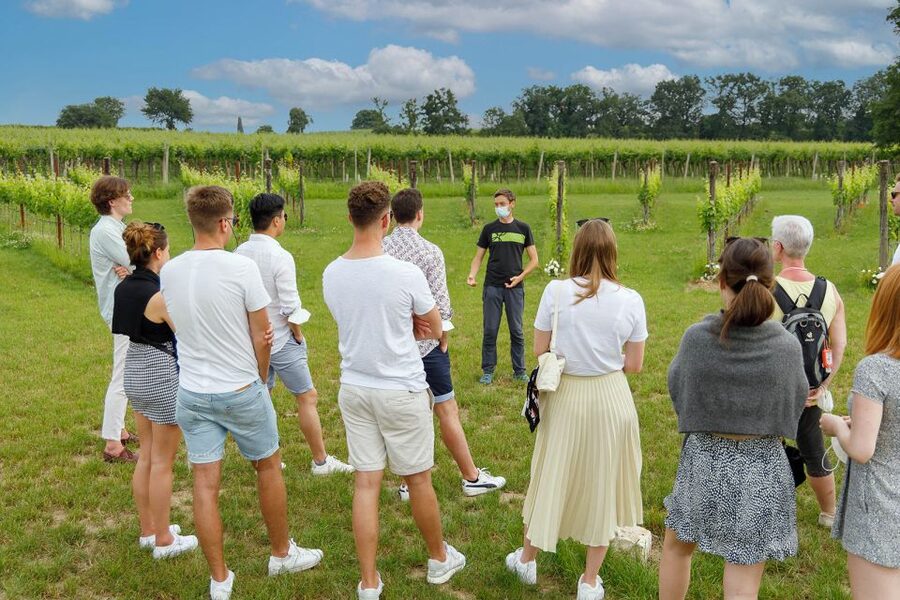 Lazise: Winery Tour with Garda Wines and Food Tasting - Tasting Bardolino, Chiaretto, and Custoza