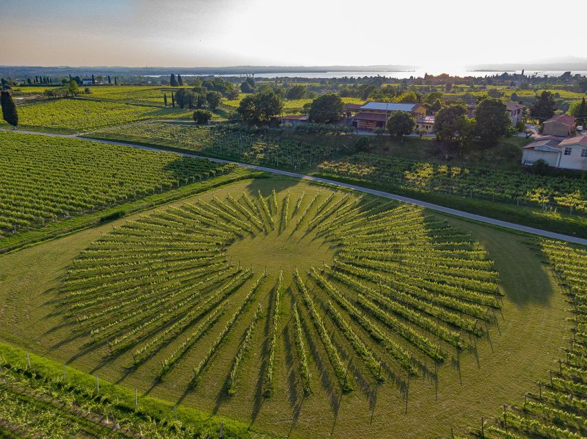 Lazise: Winery Tour with Garda Wines and Food Tasting - Cold Cuts, Cheese, Bread, and Garda Olive Oil