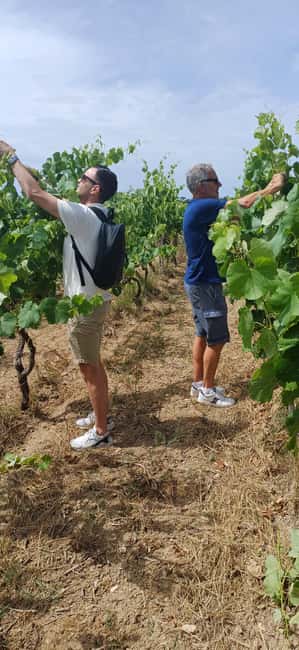 Lecce: Countryside Vineyard Walk & Wine Tasting - Tasting three wines from the Valle della Cupa