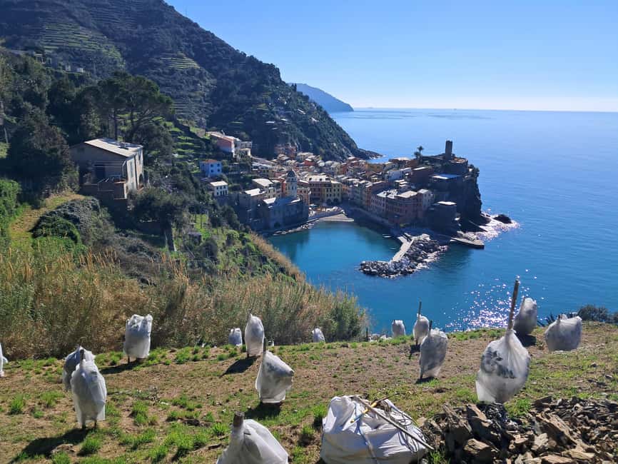 Lemon tour with Limoncino and Wine tasting in Vernazza (Cinque Terre) - Key points to know before booking