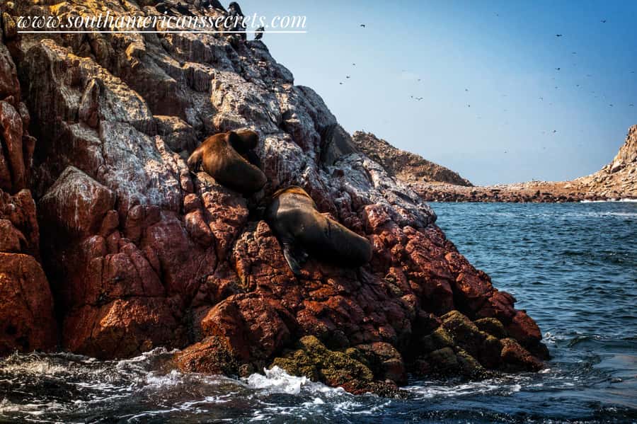 Lima: Paracas & Huacachina Oasis Day Trip with Wine & Dunes - Who should book this tour?