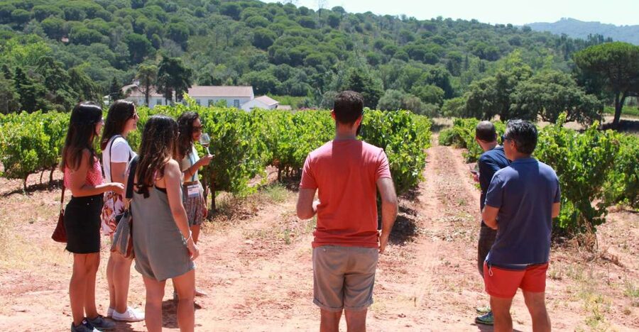 Lisbon: Arrábida and Sesimbra Day Trip with Wine - Palmela and its castle views