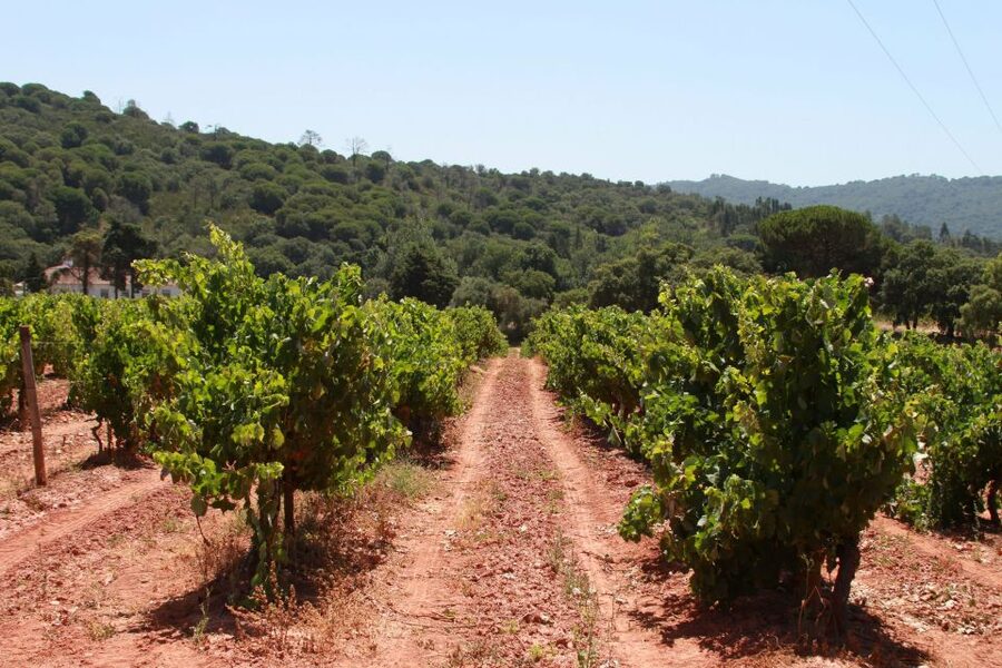 Lisbon: Arrábida and Sesimbra Day Trip with Wine - Driving through Arrábida Natural Park