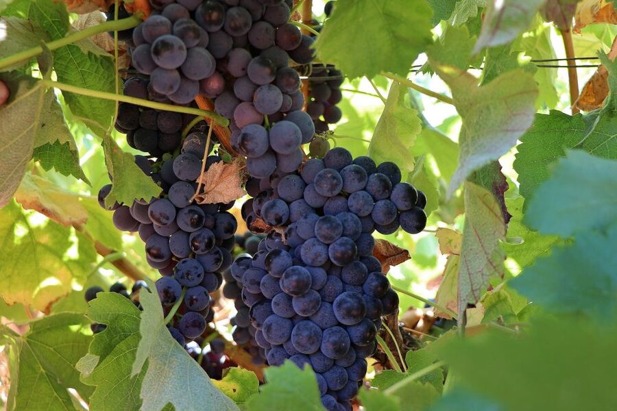 Lisbon Private Setúbal Region Wine Tasting Tour - Palmela and the small-producer experience