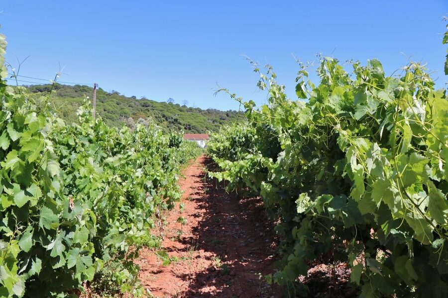 Lisbon Private Setúbal Region Wine Tasting Tour - Why the private format is worth the cost
