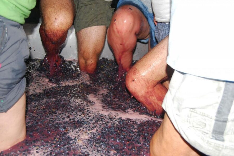 Loulé: Quinta da Tôr Winery Guided Tour and Wine Tasting - A Winery Visit That Breaks Up the Algarve Routine