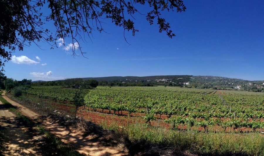 Loulé: Quinta da Tôr Winery Guided Tour and Wine Tasting - Inside Quinta da Tôr’s Winemaking Process