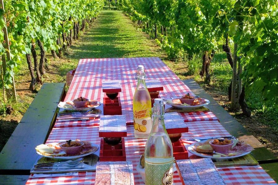 Lucca: Guided E-Bike and Wine Tour - A family winery among vines and olive trees
