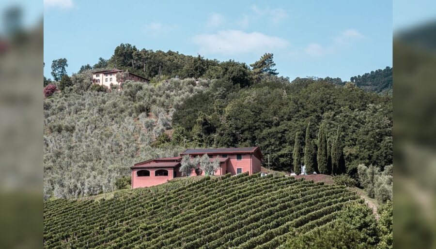Lucca: Guided Winery Tour with Wine Tasting - How much value do you get for $29?