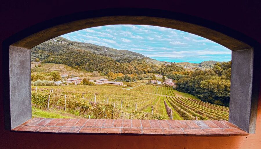 Lucca: Guided Winery Tour with Wine Tasting - Who should book this experience