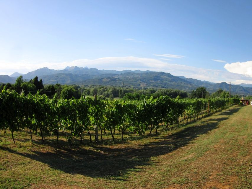 Lucca: Picnic Lunch at a Vineyard by Bike - Who will enjoy this Lucca bike tour?