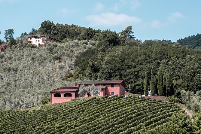 Lucca: Wine Tasting Experience - Tenuta Adamo Winery - Morning or afternoon, with weather in mind