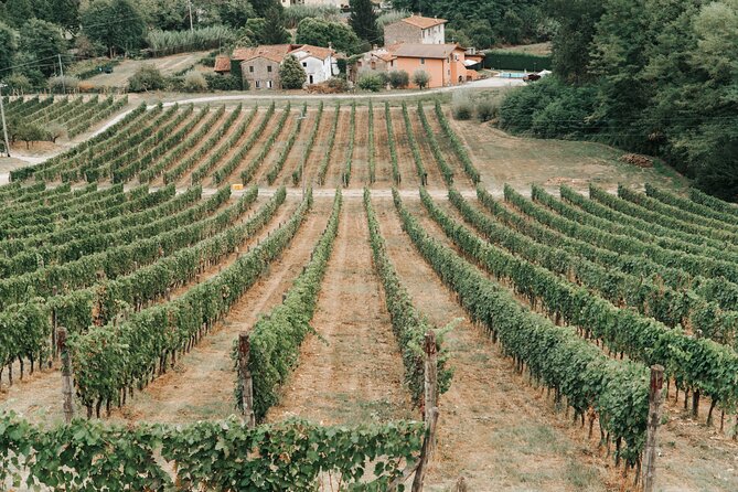 Lucca: Wine Tasting Experience - Tenuta Adamo Winery - Is $24.20 good value?