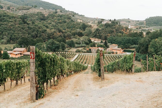 Lucca: Wine Tasting Experience - Tenuta Adamo Winery - Four wines on the panoramic terrace