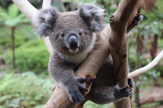 Luxury Hunter Valley Wildlife & Wine Tasting Tour from Sydney - What the price really means
