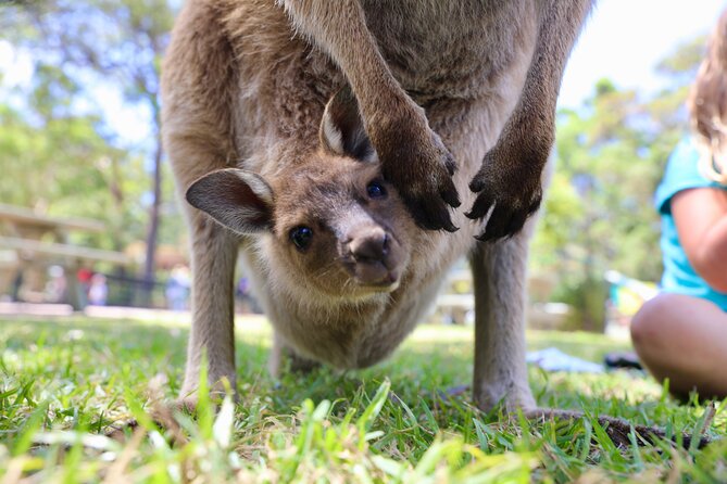 Luxury Hunter Valley Wildlife & Wine Tasting Tour from Sydney - Who will enjoy this day most?