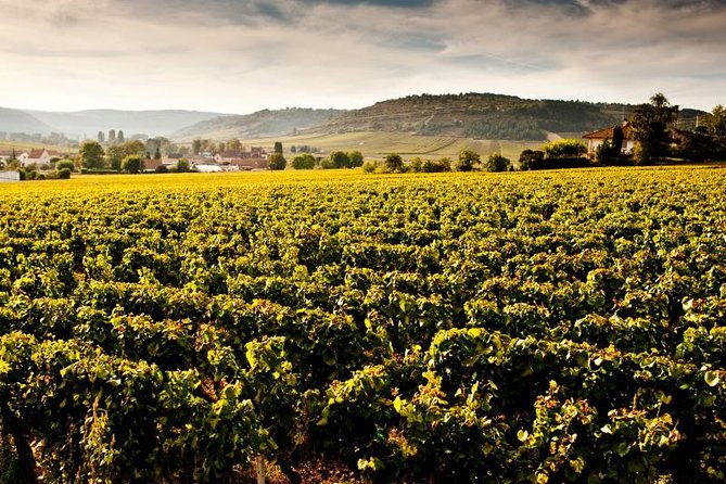 Luxury Luxury Wine Tour Experience - Reading the vineyards of the Côte d’Or