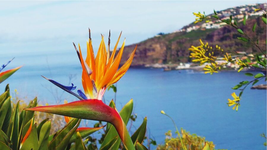 Madeira: Cabo Girao, Jeep Tour Adventure and Wine Tasting - Guides, vehicles, and comfort