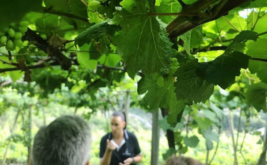 Madeira: Vineyard Tour w/ Wine Tasting & Skywalk - The São Vicente vineyard visit