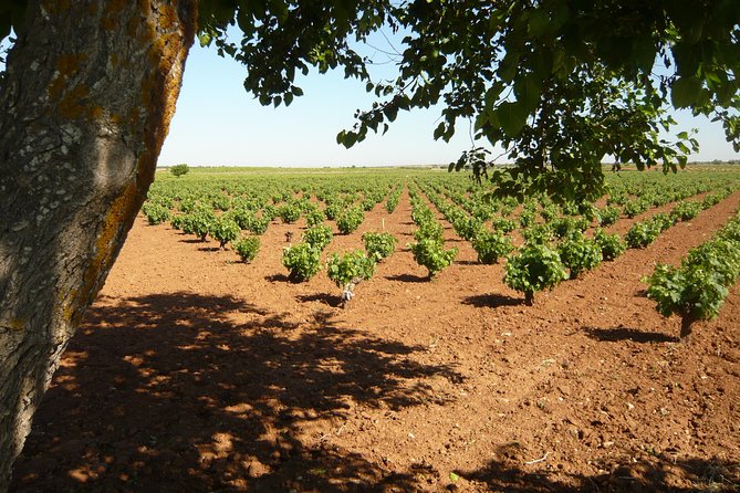 Madrid Countryside Wineries Guided Tour with Wine Tasting - Starting at Conde de Casal