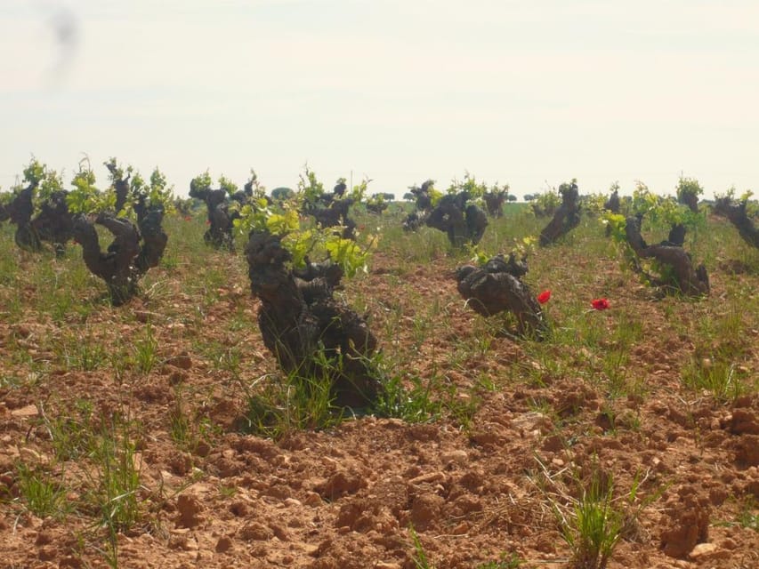 Madrid Region Wineries Guided Tour with Wine Tastings - Key points at a glance