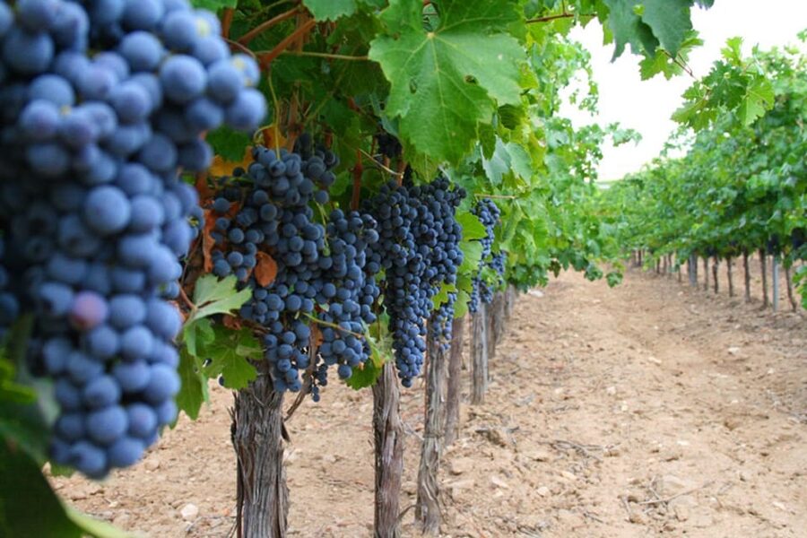 Madrid: Toledo Day Trip with Winery Visit and Wine Tasting - Finca Loranque and the Castile-La Mancha wine visit