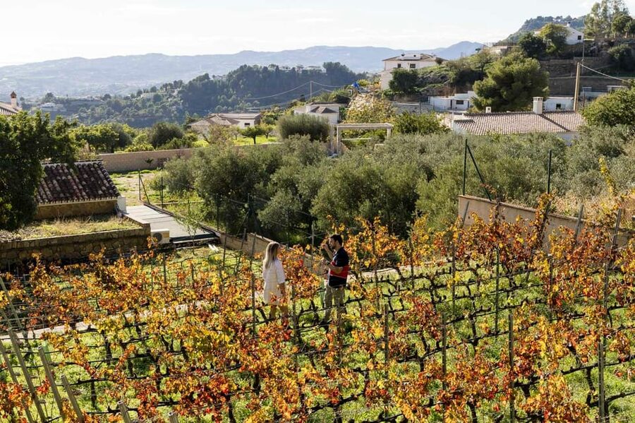 Malaga: Organic Vineyard Tour with 6 Wines, Tapas & Transfer - Should you book the Malvajio wine tour?