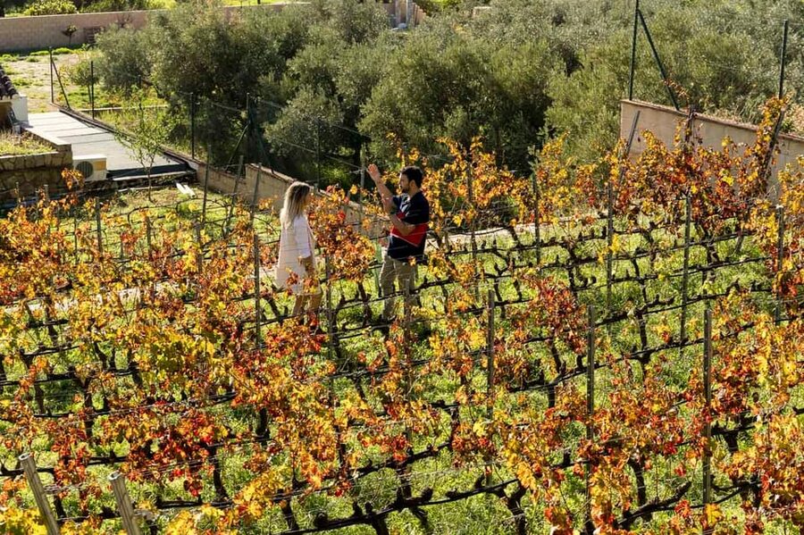 Malaga: Organic Vineyard Tour with 6 Wines, Tapas & Transfer - Is $112 a good value?