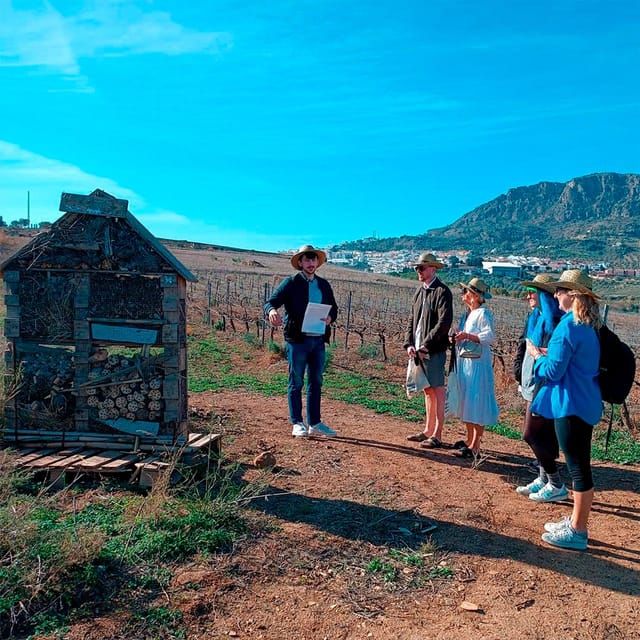 Malaga: White Village, Vineyard, and Wine Tasting Wine Tour - Starting from the Costa del Sol