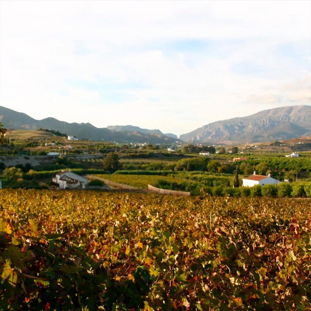 Malaga: White Village, Vineyard, and Wine Tasting Wine Tour - A short countryside stop with room for photos