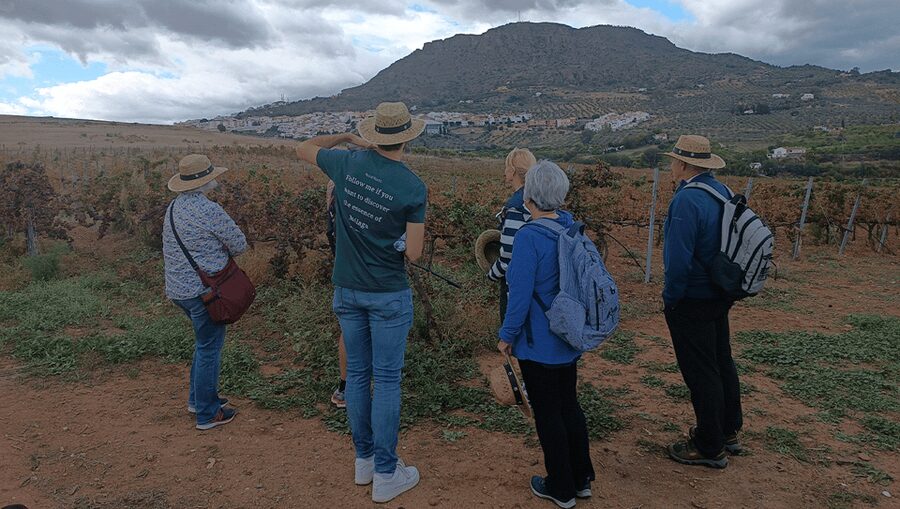 Malaga: White Village, Vineyard, and Wine Tasting Wine Tour - Walking among the vines