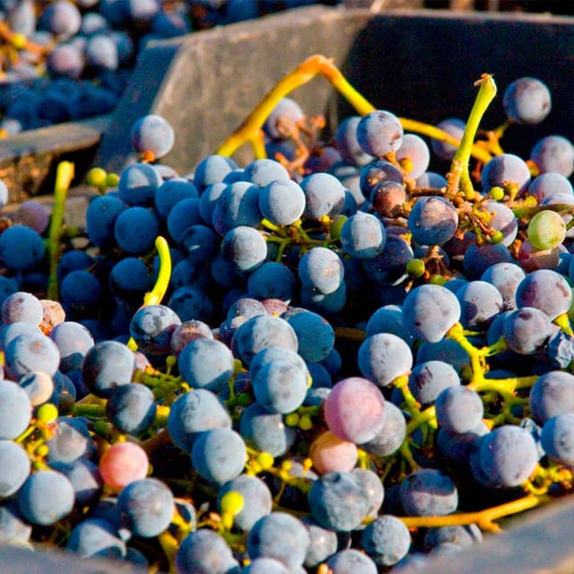 Malaga: White Village, Vineyard, and Wine Tasting Wine Tour - The practical drawbacks to consider