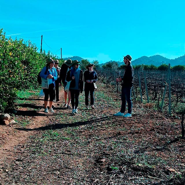 Malaga: White Village, Vineyard, and Wine Tasting Wine Tour - Walking through Álora’s whitewashed streets