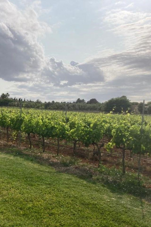 Mallorca: Bodega Butxet Vineyards & Winery Tour with Tasting - Timing, weather, and booking flexibility