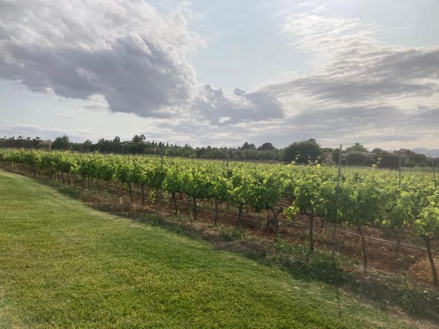 Mallorca: Bodega Butxet Vineyards & Winery Tour with Tasting - What the atmosphere is like