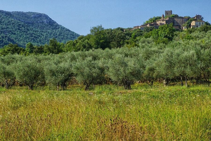 Mallorca: Premium Wine Experience, Tasting and Fine Foods - Understanding Mallorcan wine in the glass