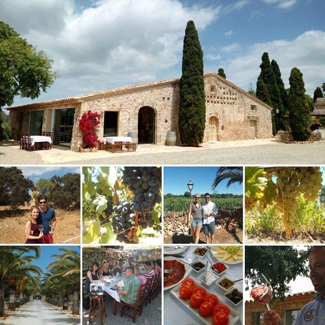 Mallorca: Private Wine Tour with Tasting and Picnic - Key points at a glance