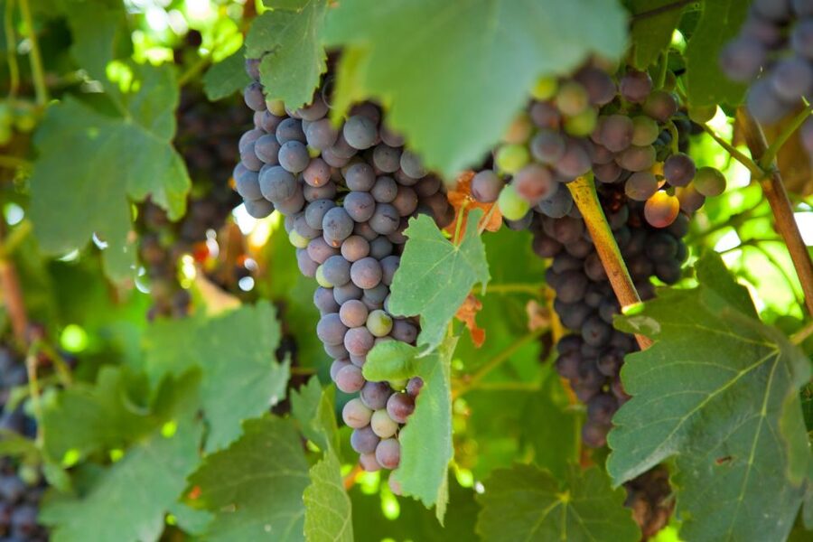 Mallorca: Private Wine Tour with Tasting and Picnic - My verdict: a strong private choice for wine lovers