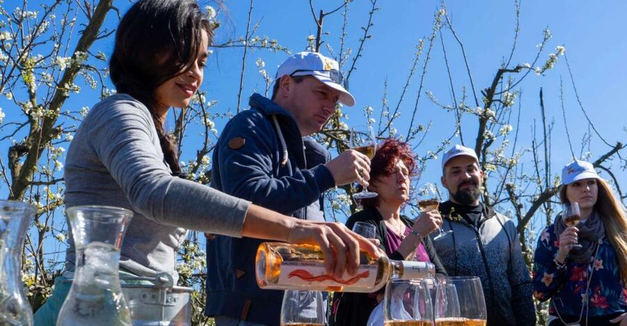 Mallorcas Emblematic Wineries Small Group Tour, two wineries - Santa Maria del Camí: your first taste of island wine