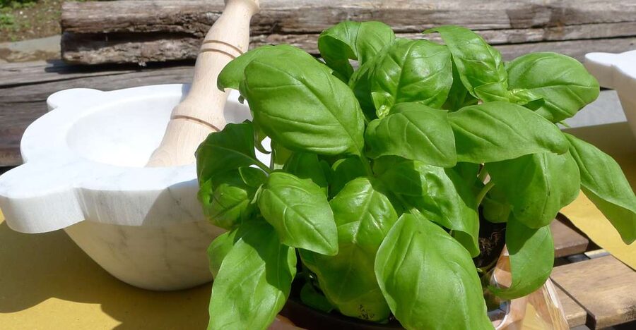 Manarola: Pesto Making Class with Tasting and Wine - Meeting chef Yvonne and setting up the ingredients