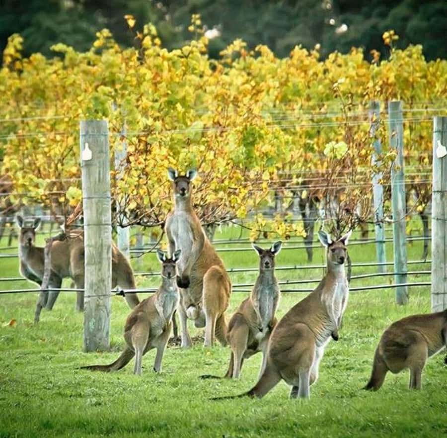 Margaret River: Full-Day Wine Tour - Key points to know before booking