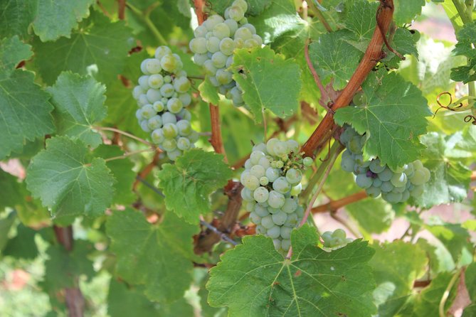 Margaret River Small-Group Full-Day Wine & Food Tour - Chocolate adds a sweet change of pace