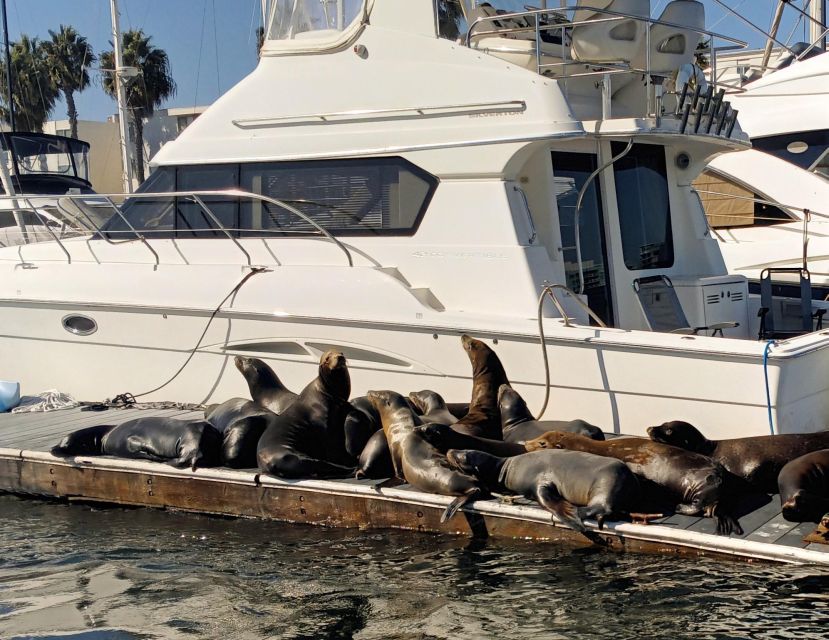 Marina Del Rey Luxury Boat Cruise Wine, Charcuterie Sealions - A strong choice for birthdays and private celebrations
