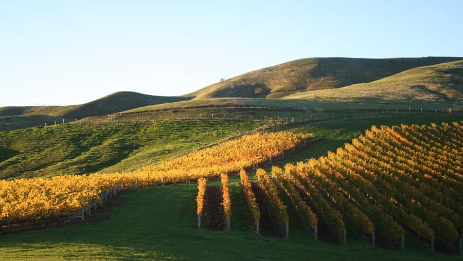 Marlborough: Full-Day Wine and Seafood Tour with Cruise - Key points to know before booking