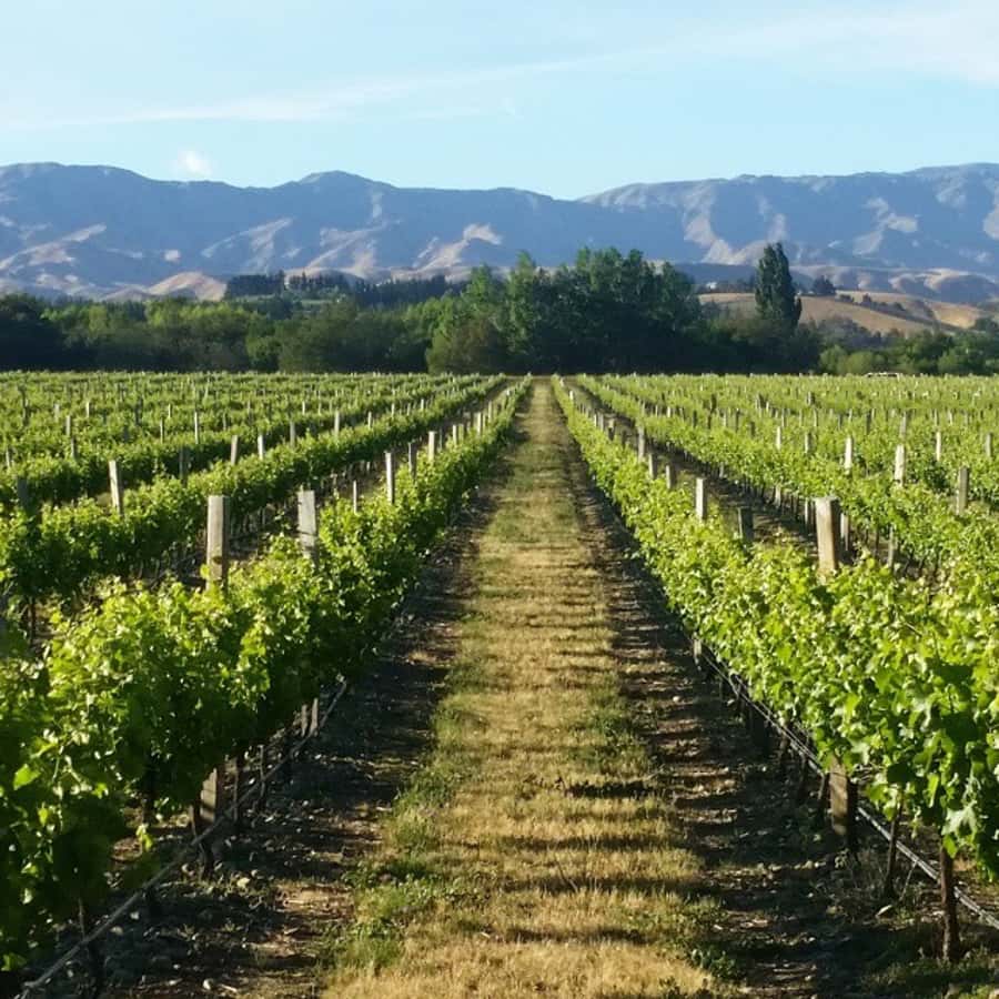 Marlborough Full Day Wine Tour - A 10 a.m. start and an easy ride through the vineyards