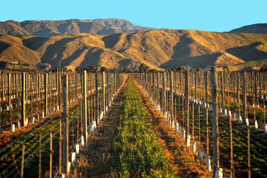 Marlborough Half Day Wine Tour From Blenheim 1.30pm - What You Will Taste and Learn