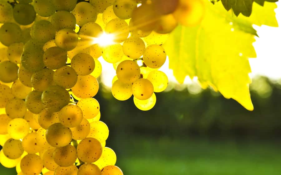 Marlborough Half-Day Wine Tour from Blenheim - The winery stops: variety is the point